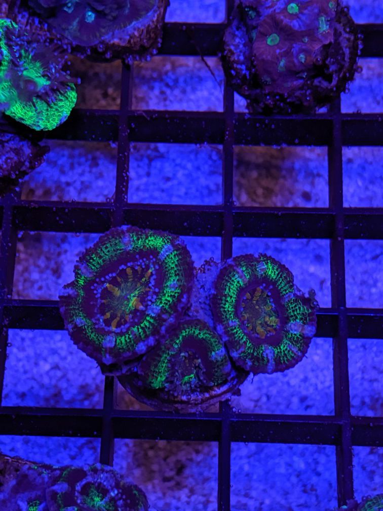 Corals frags saltwater fish tank acan zoa torch anemone cyphastrea favia chalice decorations
