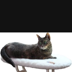 Various Cat Shelves/Beds Available 