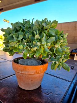 Suculent Plant