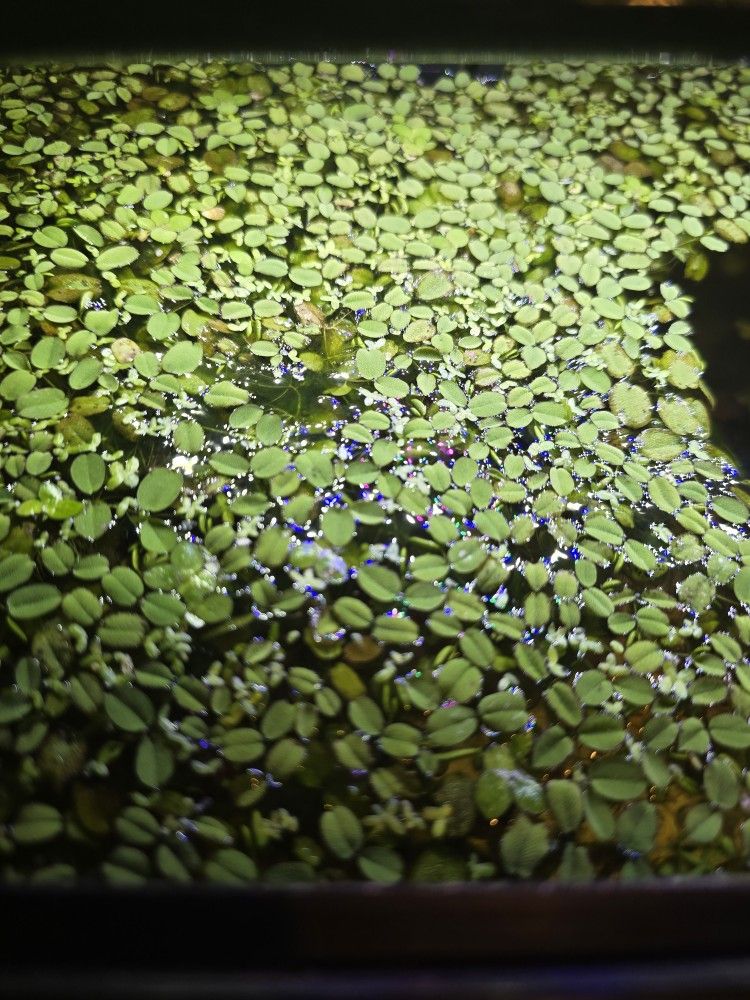 Salvinia Minima (Water Spangle)