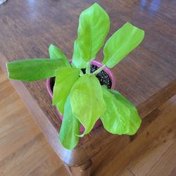 Philodendron Lemon Lime Upright 