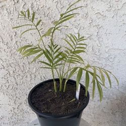 1.5 Gallon Pot Succulent Plant- Parlor Palm - Chamaedorea Elegans - Live Indoor Outdoor Plant - Rooted & Established - Drought Resistant - 🪴