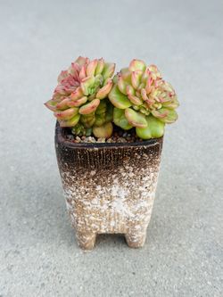 Succulents plants 🪴 （Echeveria 'Rolly'）