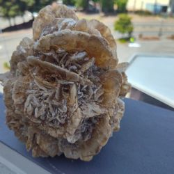Desert Rose