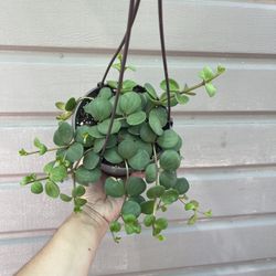 6” peperomia hope