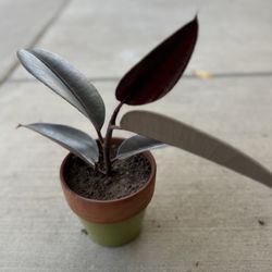 Ficus Elastica - Rubber Plant 