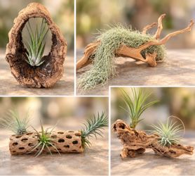 Indoor house plants