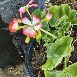 Malva Roja Matizada