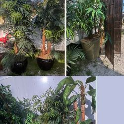 Artificial Silk Trees , Plants 