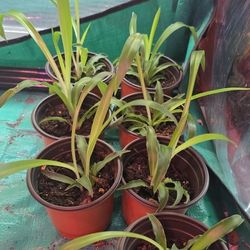Spider Plant & Aloe Vera 