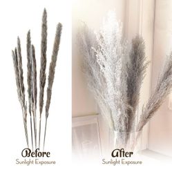 12 Long Stems Gray Pampas Grass 48 Inches Tall Extra Fluffy, Earthy Decor