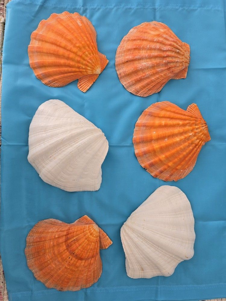 Large Seashells From Sanibel Island