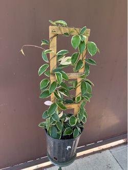 10” hoya queen