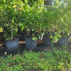 Beautiful Clusias Plants For Inmediate Privacy!!! 3-4 Feet Tall 