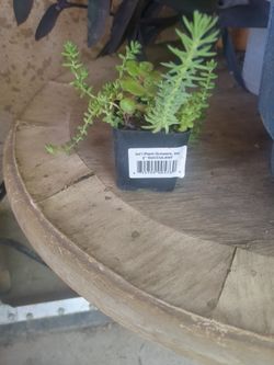 Suculenta