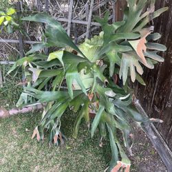 Large Staghorn