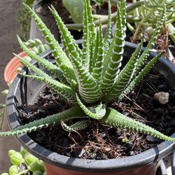 Cactus & Succulents 4”pot 