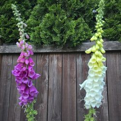 Foxglove 