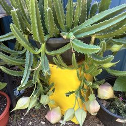 Maceta Muy Bonita Y Muy Fácil De reproducir 