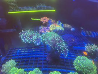 Fake Torch Corals Colonies 