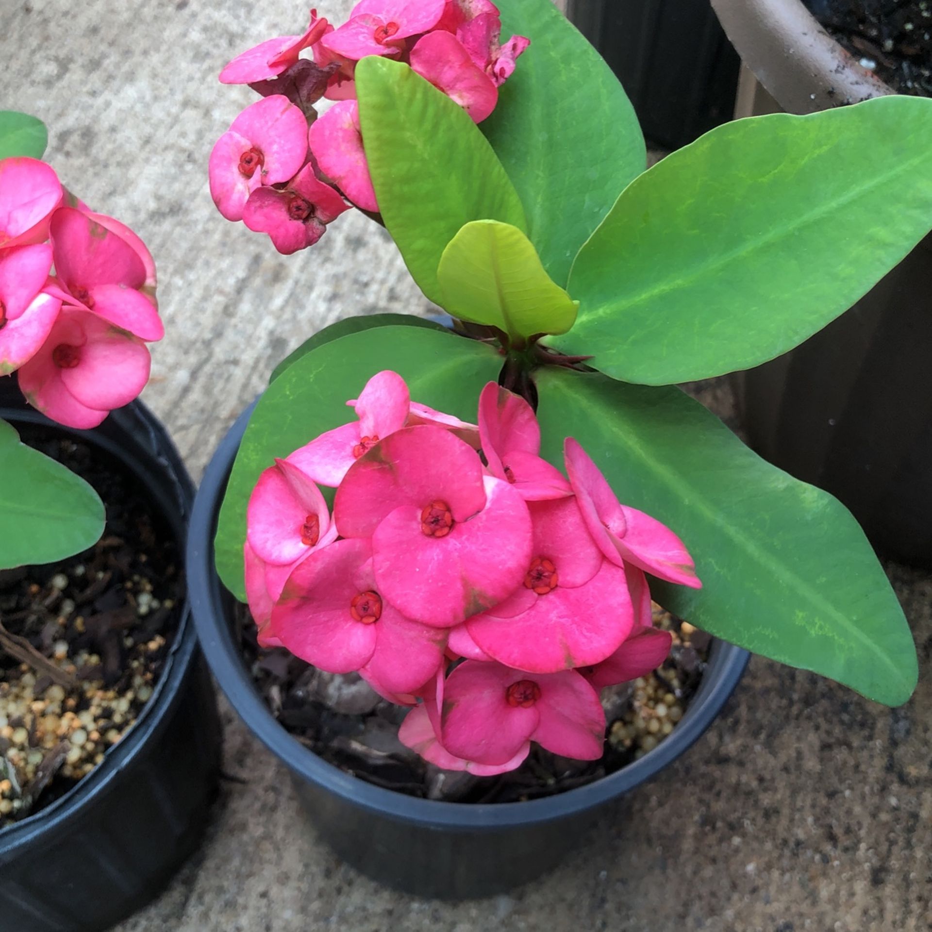 Siam Ruby Crown Of Thorn Corona Thai Hybrid Millionaire Big Flower Blooming