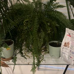 Fern Plant