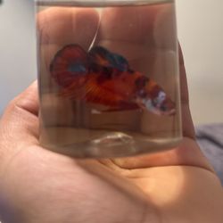 Betta HMPK (Koi)