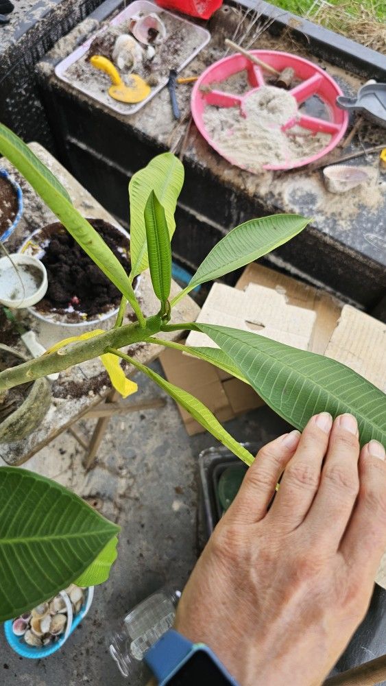 Plumeria Live Flower Plant, Well Rooted, 1ft+ Tall
