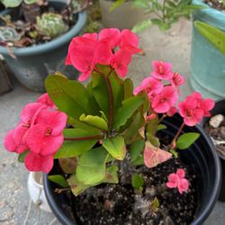 Corona De Cristo Rosa