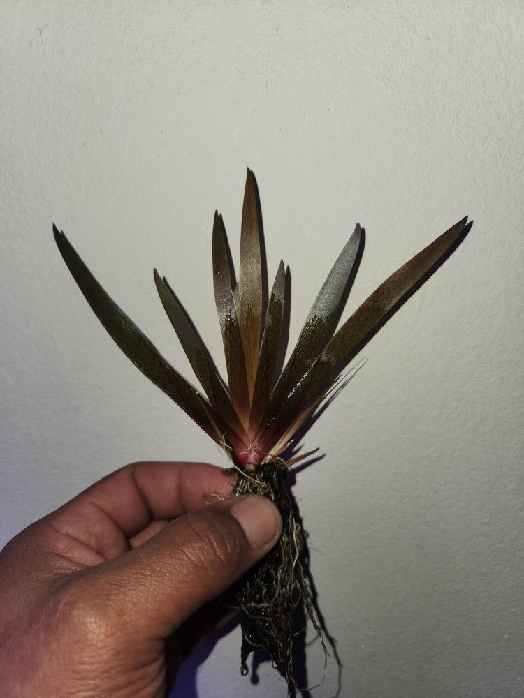 XYRIS sp Red Rare Live Aquarium Plants