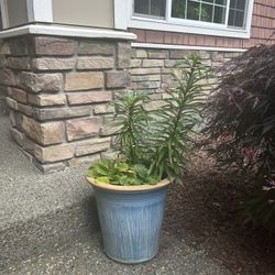 Potted Plants