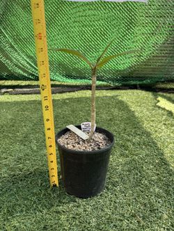 Plumeria Tree