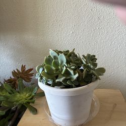 Plant succulent 🪴