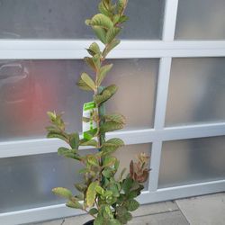 White CHINESE GUAVA TREE 