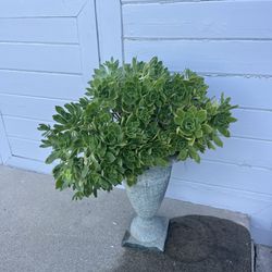Succulent Plant With Metal Planter 26” H