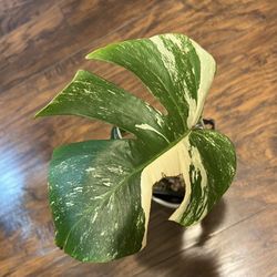 Variegated Monstera Albo Plant (pls Read Description Below)