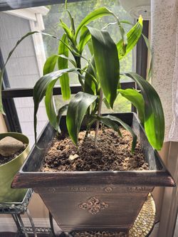 Double Palm And Aglaonema Plants 