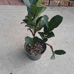 Ficus Lyrata