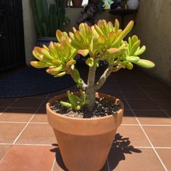 Shrek Ear Succulent Bonsai