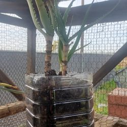 🌱 Lush Aloe Vera – Low-Maintenance, Fast Growing