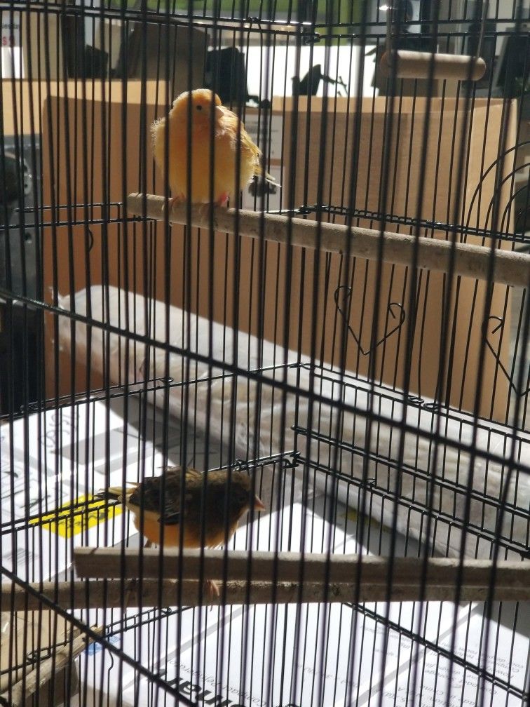 Cage for Bird ,canary, Finch,love Bird, Etc. 