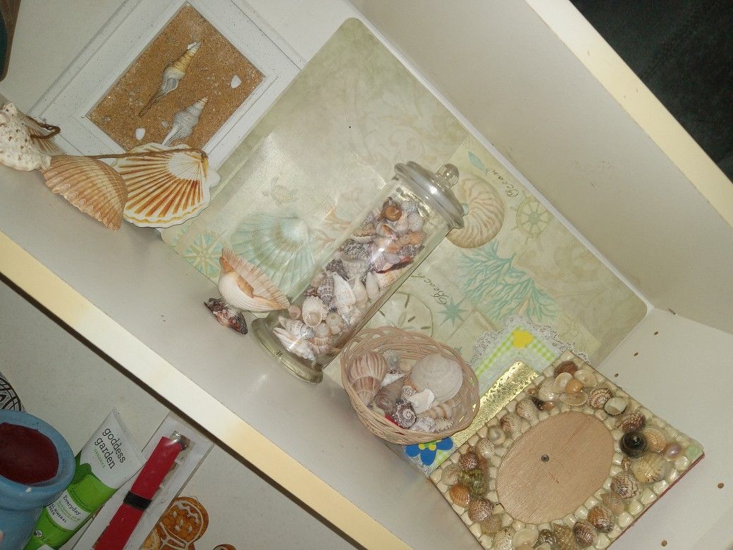 Seashells All 4 Dollar 