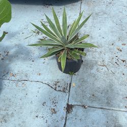 Agave