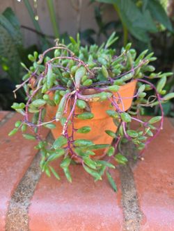 Suculent Platanillo Plant