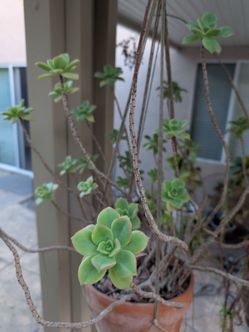 Hanging Potted Succulent