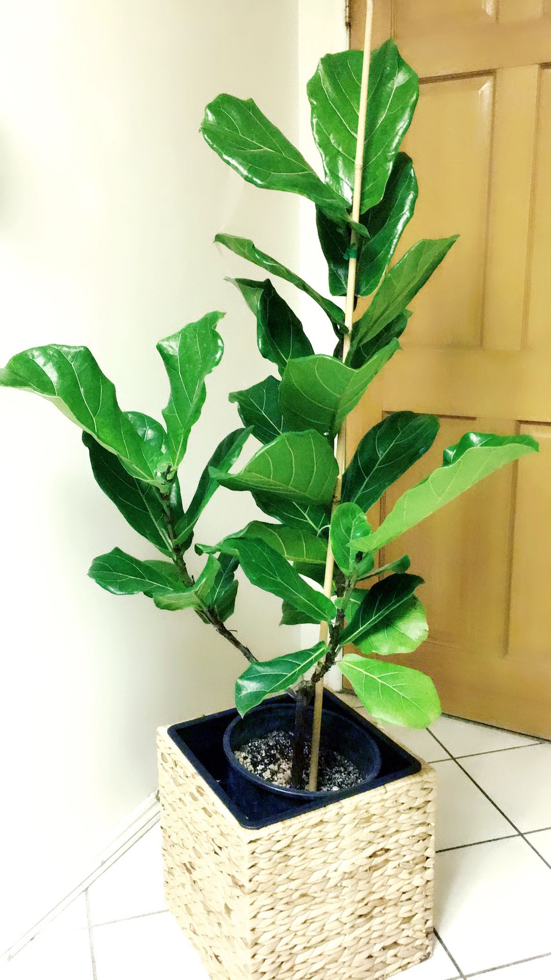 Fiddle Leaf Fig Plant - About 5 feet tall in 5 gallon container. Just the plant only. PLANTER NOT INCLUDED🌱