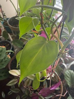 Heartleaf Philodendron Live Plant