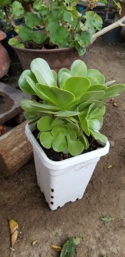Suculent plant