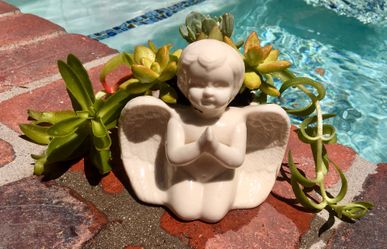 Live Succulent arrangement in Angel planter