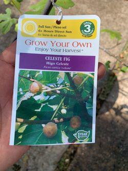 Celest fig tree